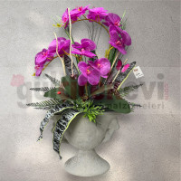 Islak Orkide Arajmanı